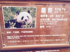 -成都大熊猫繁育研究基地