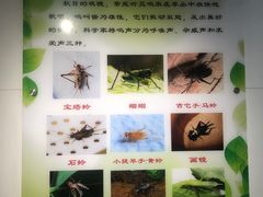 -上海昆虫博物馆