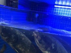 -姜君·千岛湖鱼头馆(浦东大道店)