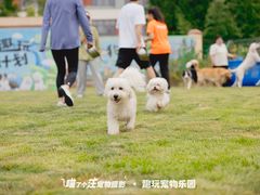 -趣玩宠物乐园寄养训犬训狗游泳池