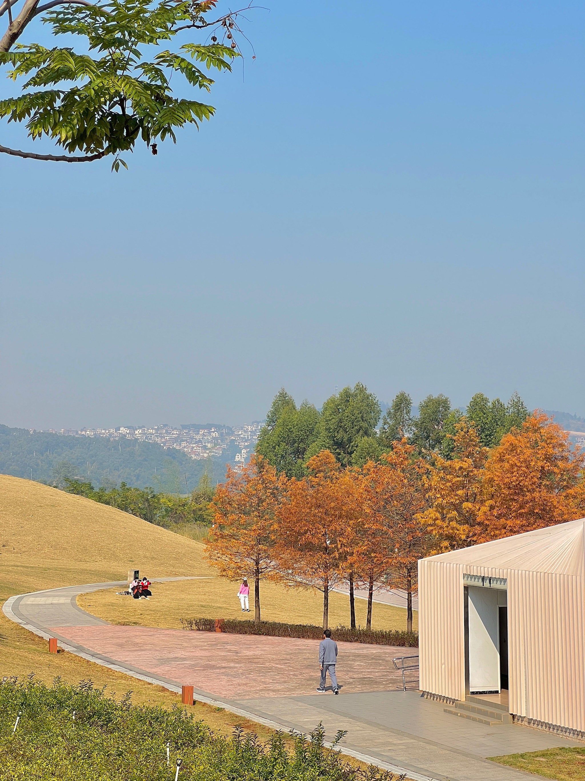 南宁灵龟山落羽杉红啦!三个地方好好拍!