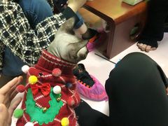 -李小姐の猫咖啡馆(五角场店)