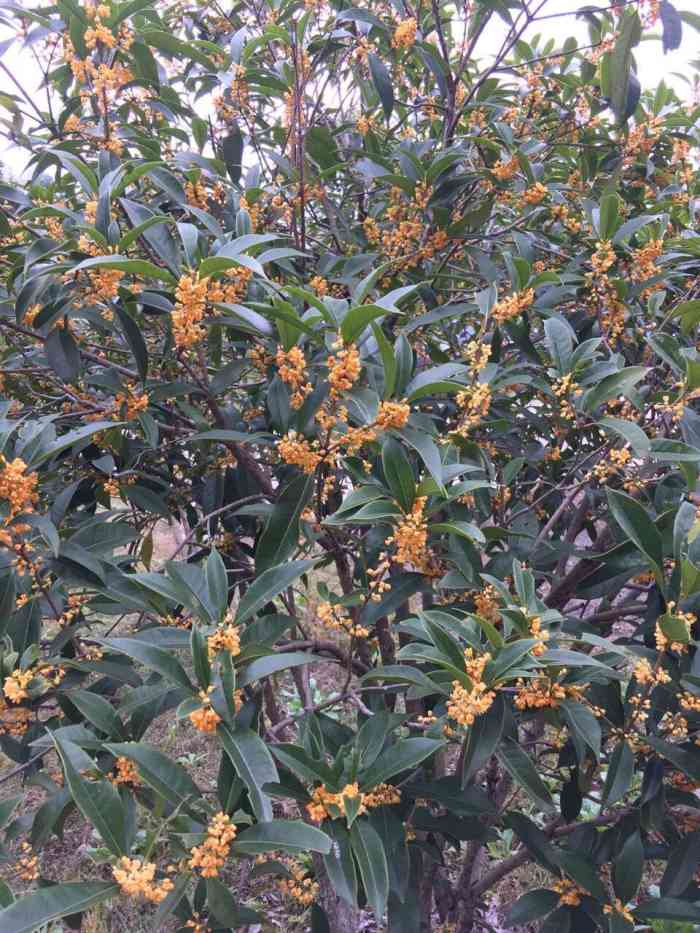 申亚瑞地怡园-"朋友带我们去的,这里绿化成荫,小桥流水,.