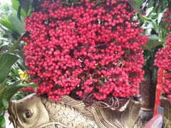 -秦美花卉(天朗·莱茵小城2期店)