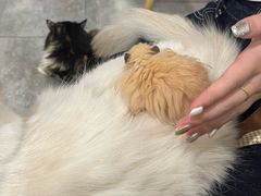 -楼上猫咖(罗湖店)