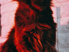 -平行世界·猫咖(首经贸店)