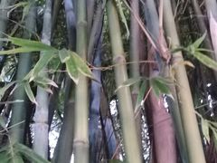 -东莞植物园