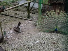 -藏龙百瀑风景区