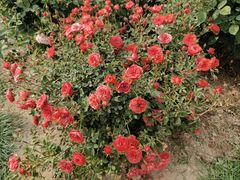 -人民公园(罗湖区)