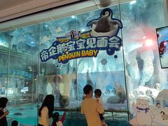 -帝企鹅自助餐厅•儿童岛•真企鹅(长隆企鹅酒店)