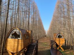 -黄海国家森林公园