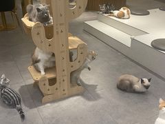 -飞行喵MR PILOT|猫舍·猫咖(静安大融城店)