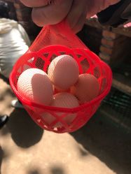 -上美四季动物农场