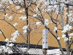 -龙华寺