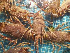 -驻海渔市(置信店)