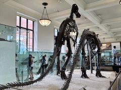 -美国自然历史博物馆