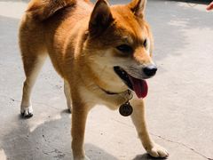 -柴犬高等学院·狗咖·柴犬售卖·宠物训练