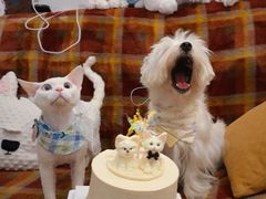 -你好独角兽·蛋糕甜品