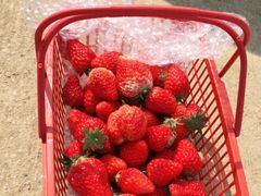 -胜丰草莓采摘园