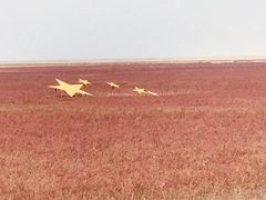 -盘锦红海温泉乐园