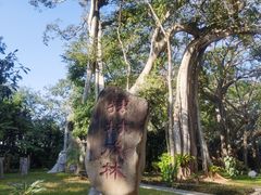 -瑞丽独树成林风景区