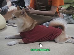-逗柴咖啡屋·狗咖猫咖宠物桌游