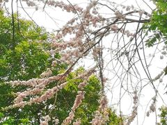 -东莞植物园