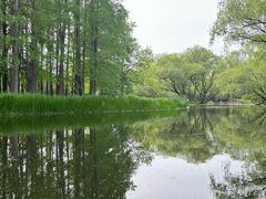 -上海共青森林公园