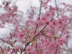 -天适樱花悠乐园