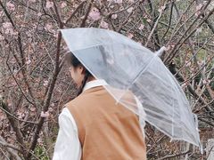-武汉大学-樱园