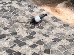 -天星小轮码头