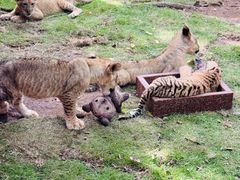 -西霞口神雕山野生动物世界