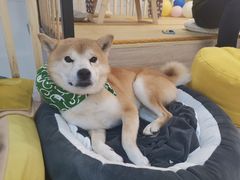 -柴迷FANS CLUB·柴犬狗咖·猫咖