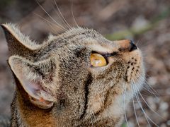 -狼山风景名胜区