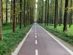 -黄海国家森林公园