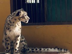 -青藏高原野生动物园