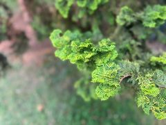 -昆明植物园