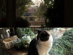 -海边的猫和咖啡馆
