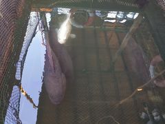 -蓝湾碧波·老字号·疍家非遗海上餐厅
