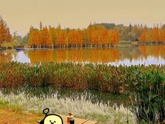 -白鹭湾湿地公园