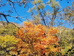 -大岭沟猕猴桃谷风景区