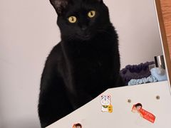 -纳吉亚猫专科动物医院·北北分院