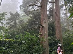 -天目山大树王景区