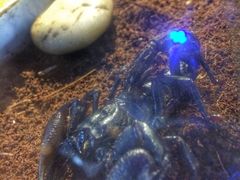 iphone_upload_pic-上海昆虫博物馆