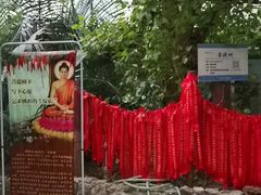-呀路古热带植物园