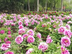 -曹州牡丹园
