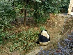 -成都大熊猫繁育研究基地