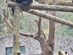 -都江堰中华大熊猫苑