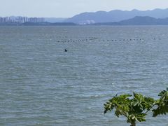 -深圳湾公园(南山区)