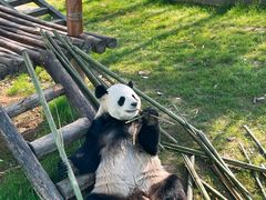 -栾川竹海野生动物园